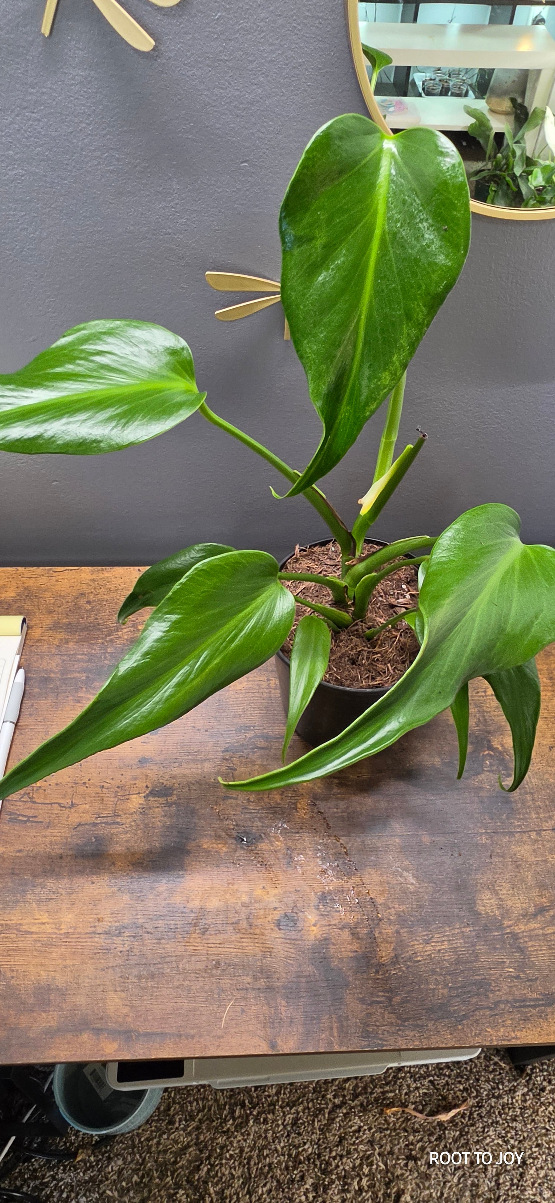 Monstera Burle Marx Flame 5"