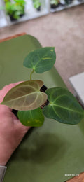 Anthurium Zara Michelle x Mr. World Wide Seedling