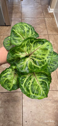 Syngonium Bob's Allusion 4"