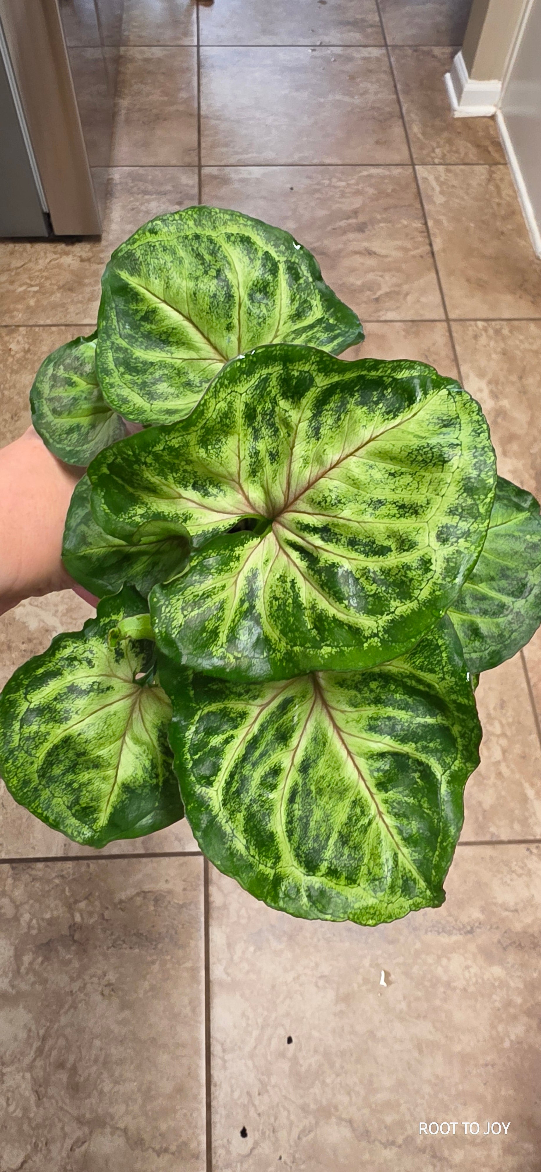 Syngonium Bob's Allusion 4"
