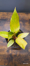 Philodendron Orange Marmalade 4"