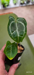 Anthurium SKG Grey x Tim's Black Seedling