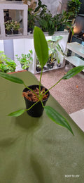 Anthurium Bakeri Seedling