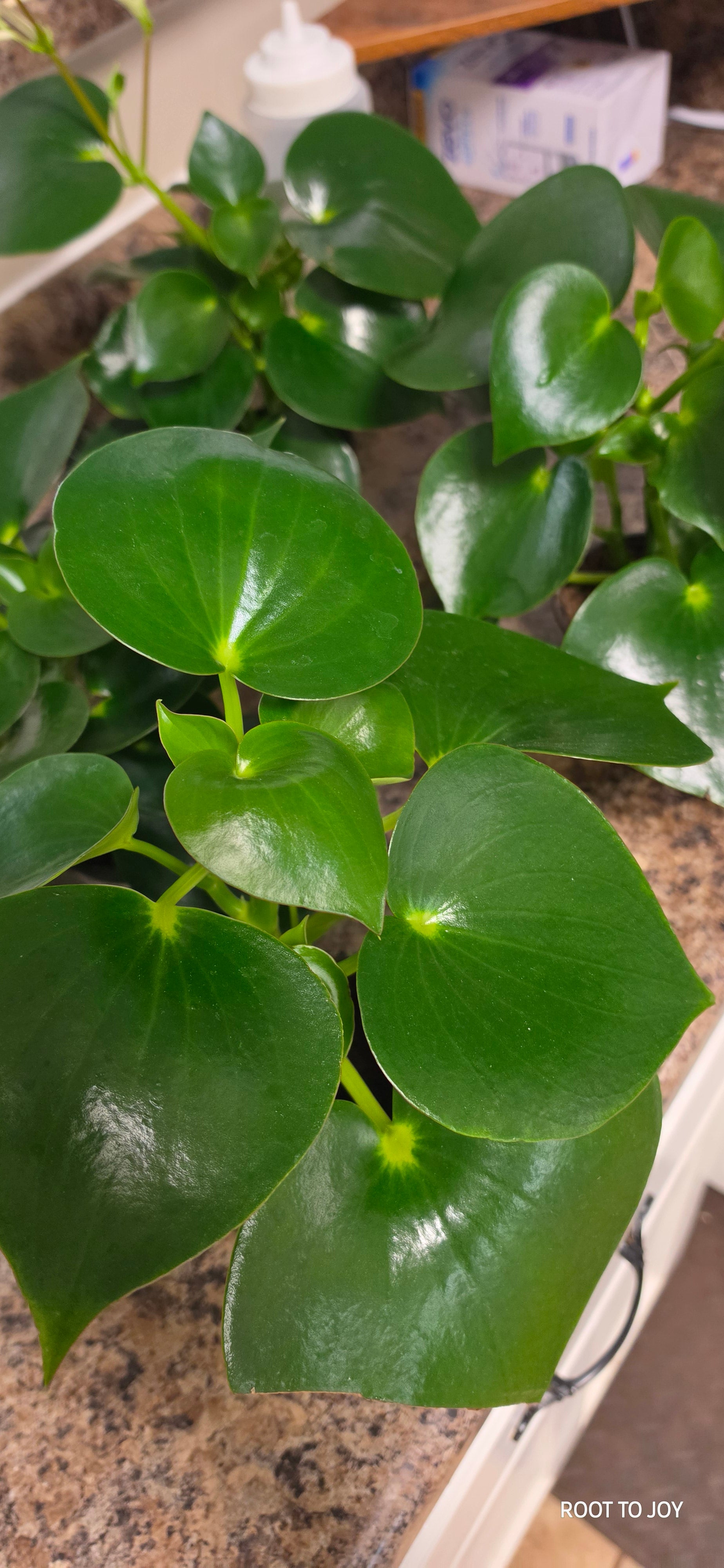 Peperomia Raindrop