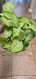 Syngonium White Butterfly 4"