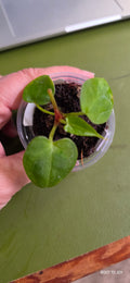 Anthurium Dressleri x DB Michelle x Zara Seedling