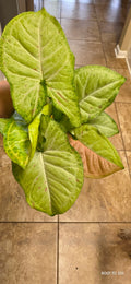 Syngonium Milk Confetti 4"