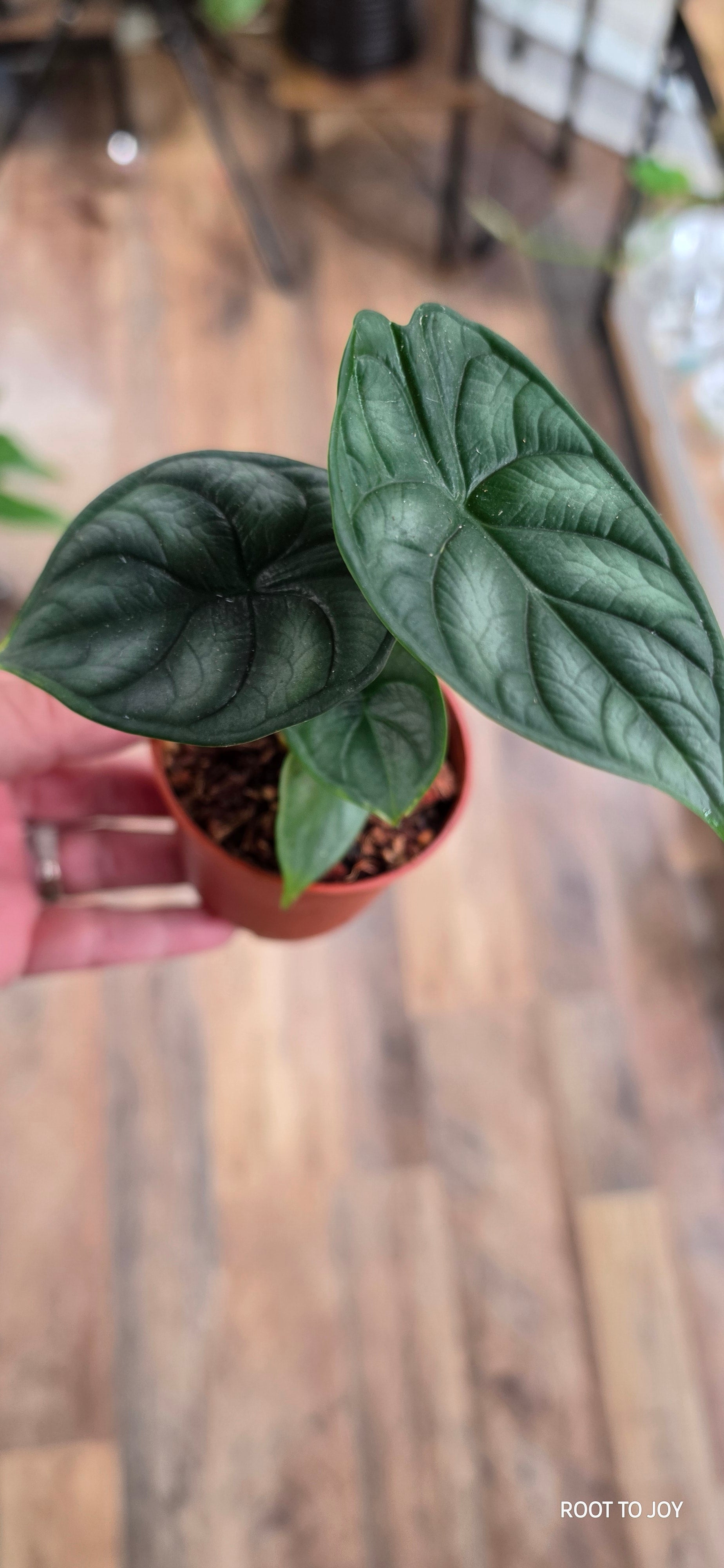 Alocasia Silver Dragon Starter