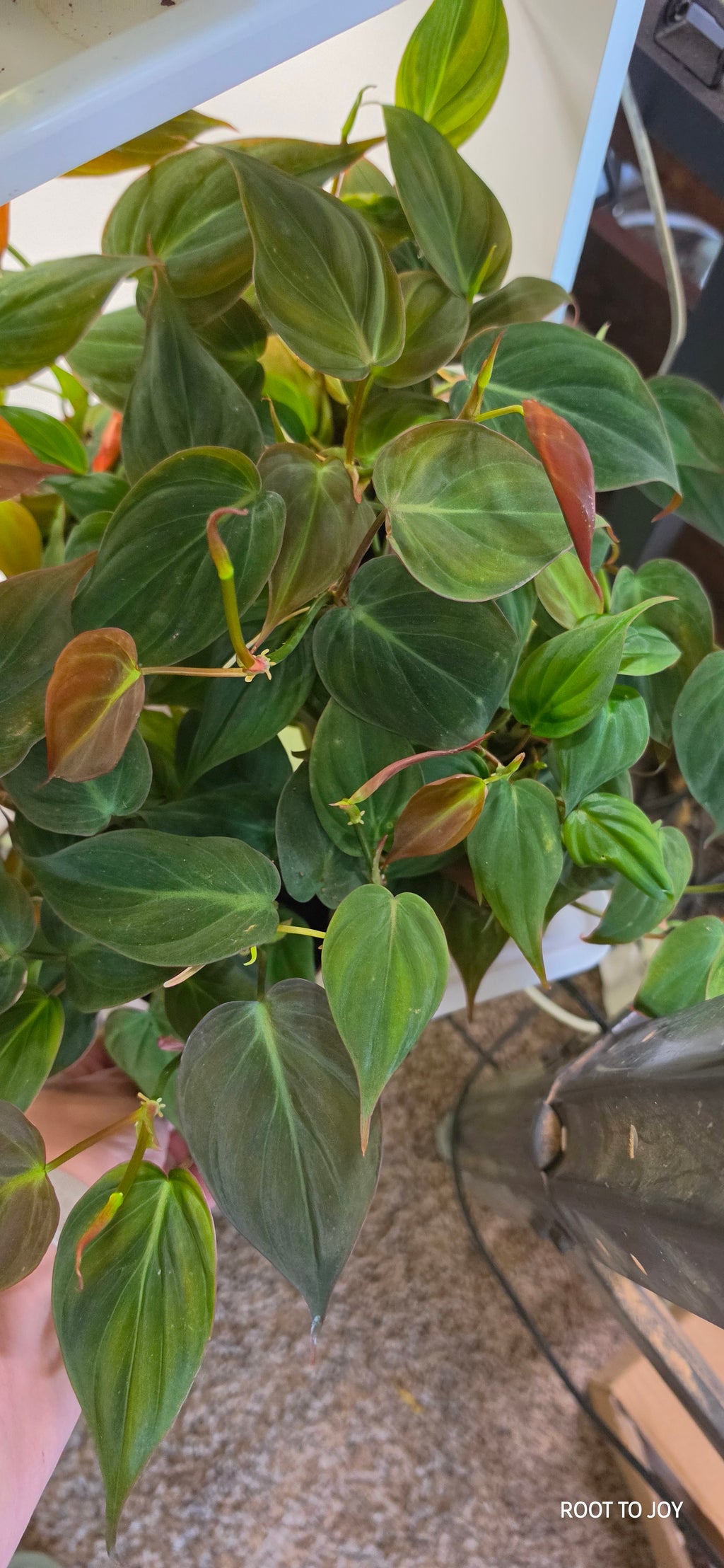 4" Philodendron 'Micans'