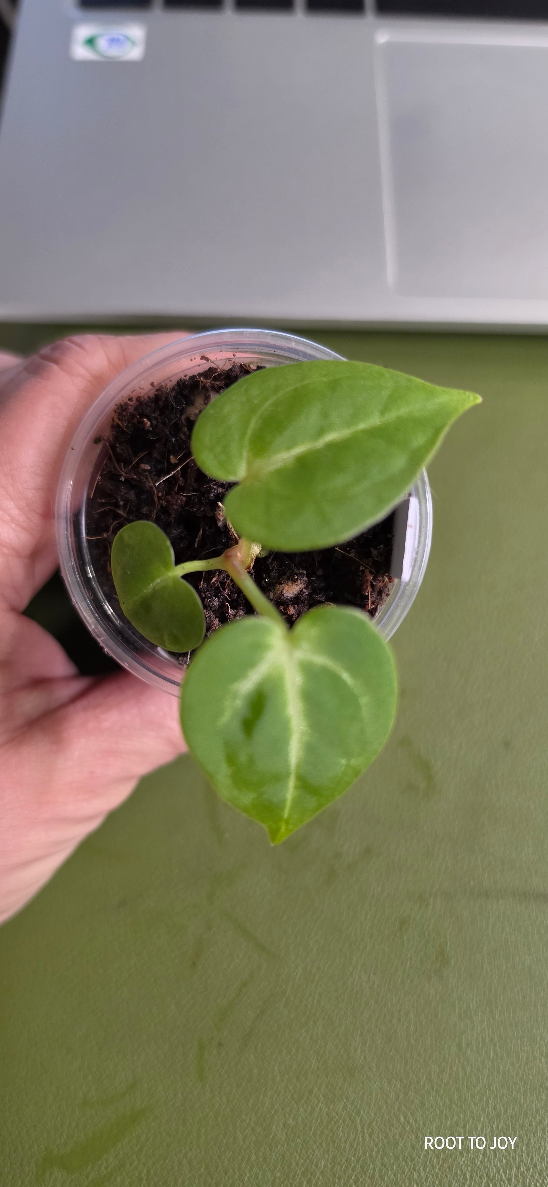 Anthurium Silver Blush x Dressleri Seedling