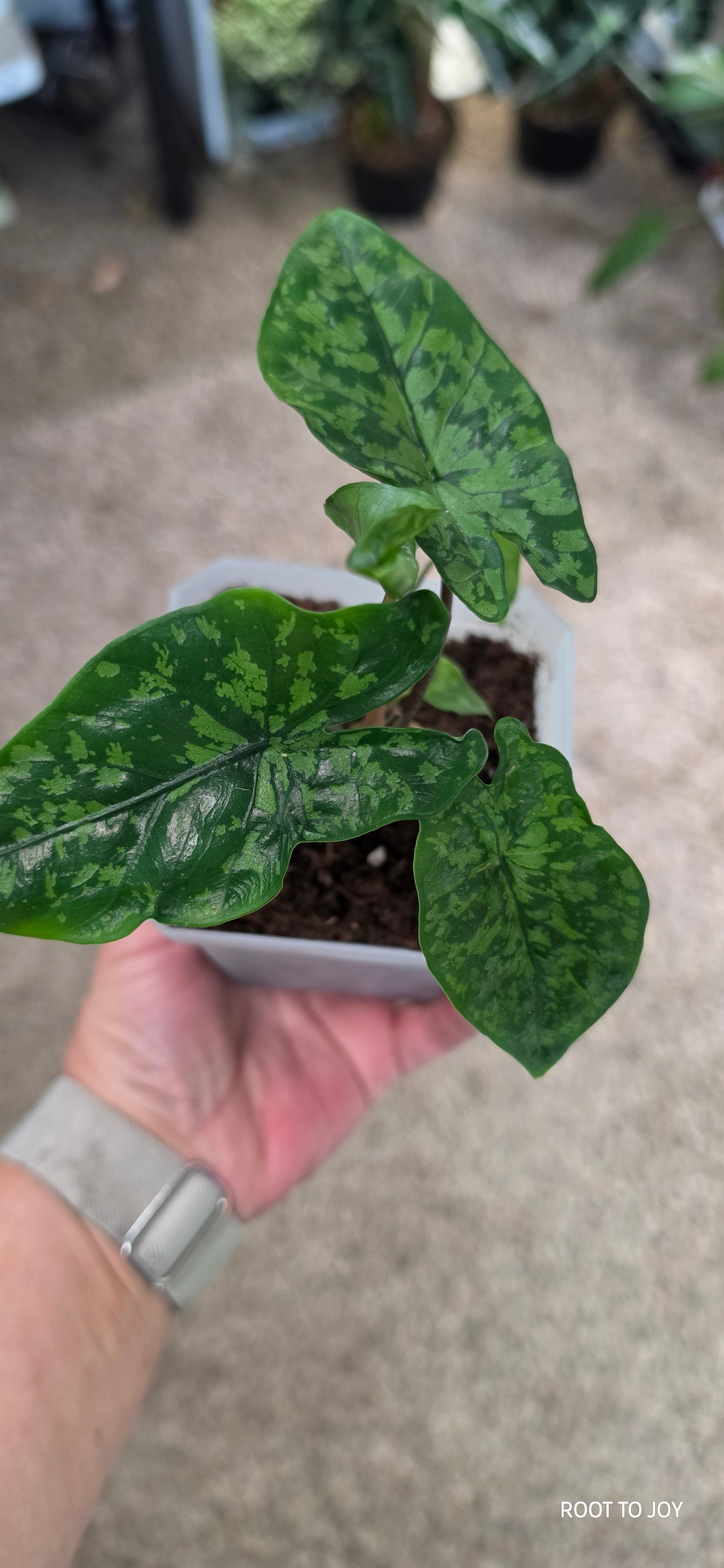Alocasia Shattered Glass 4"