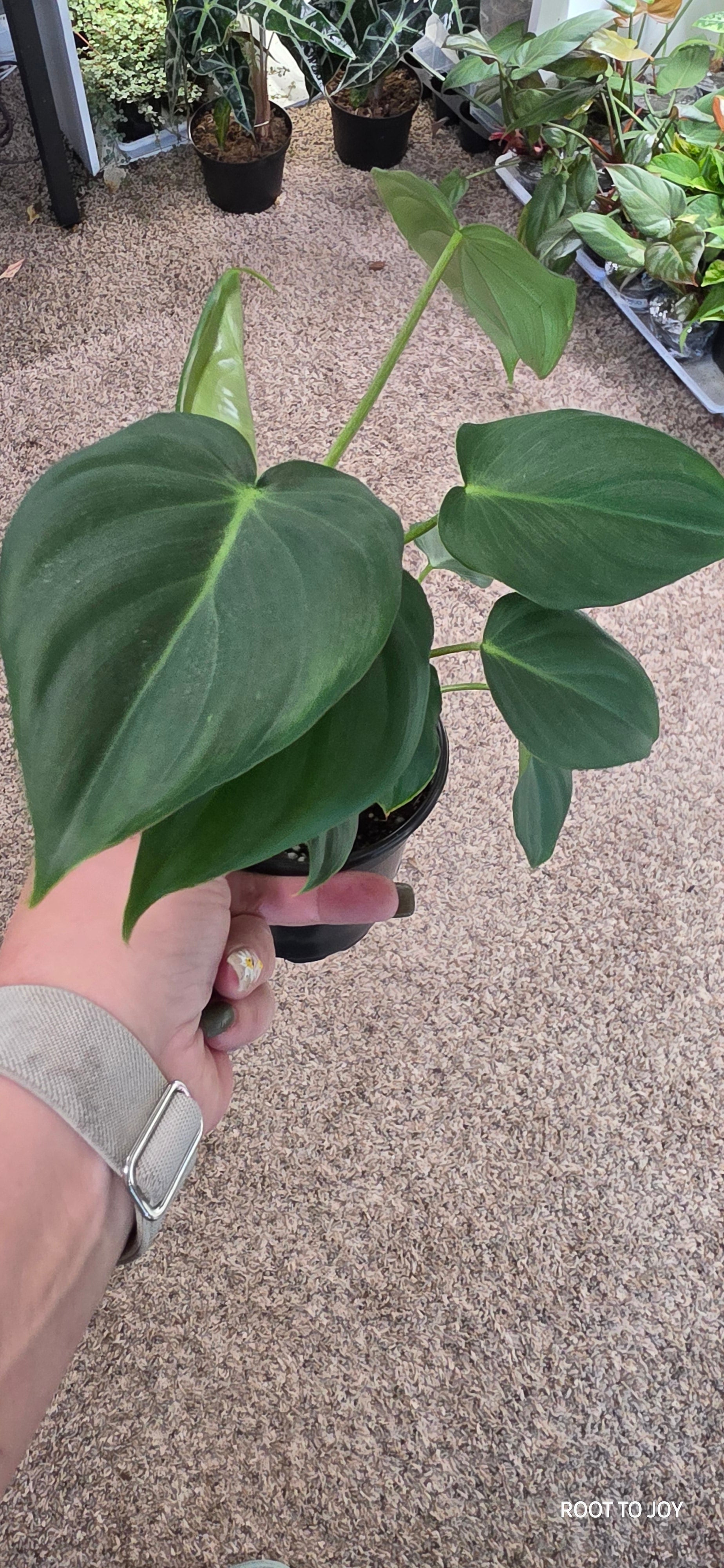 Philodendron McDowell (Gloriosum x Pastazanum)