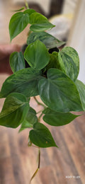 Philodendron Variegated Heartleaf