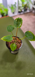 Anthurium Red Pap x Pap Seedling