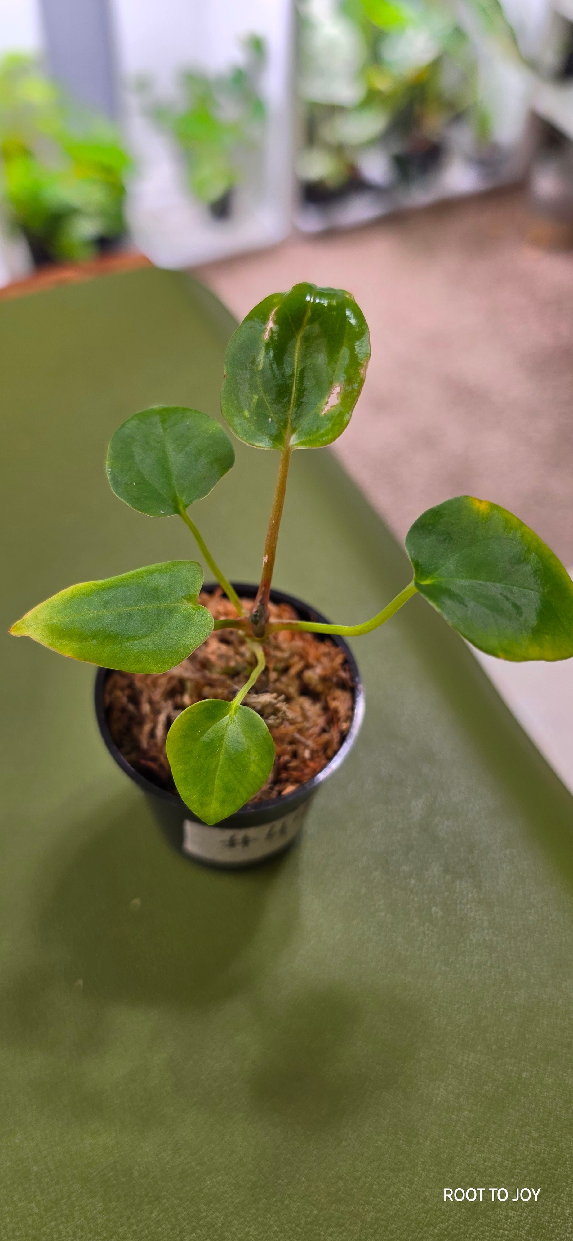 Anthurium Red Pap x Pap Seedling