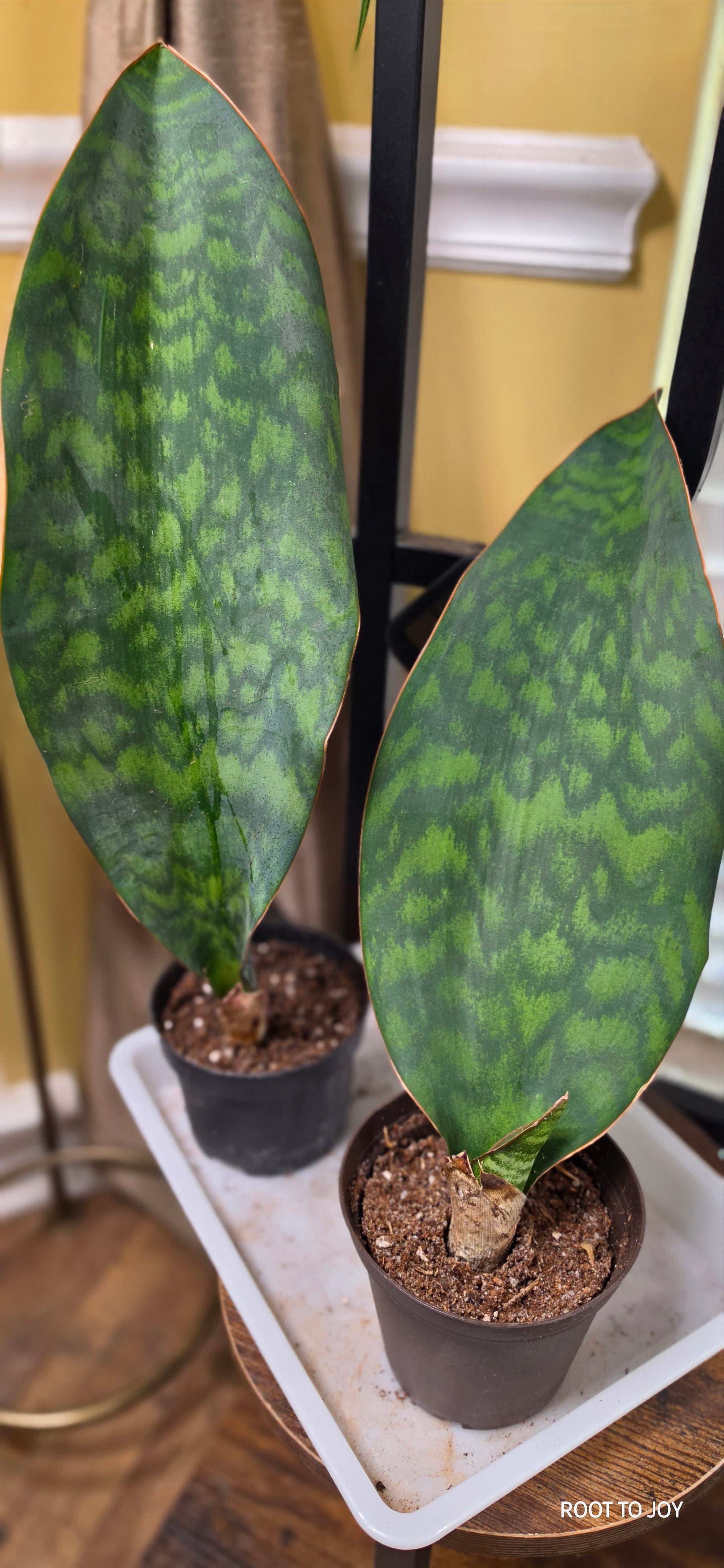 Sansevieria Whale Fin 6"