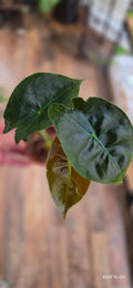 Alocasia Golden Bone