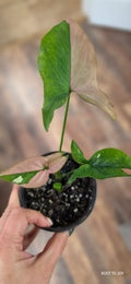 Syngonium Tricolor