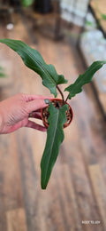 Alocasia Lauterbachiana
