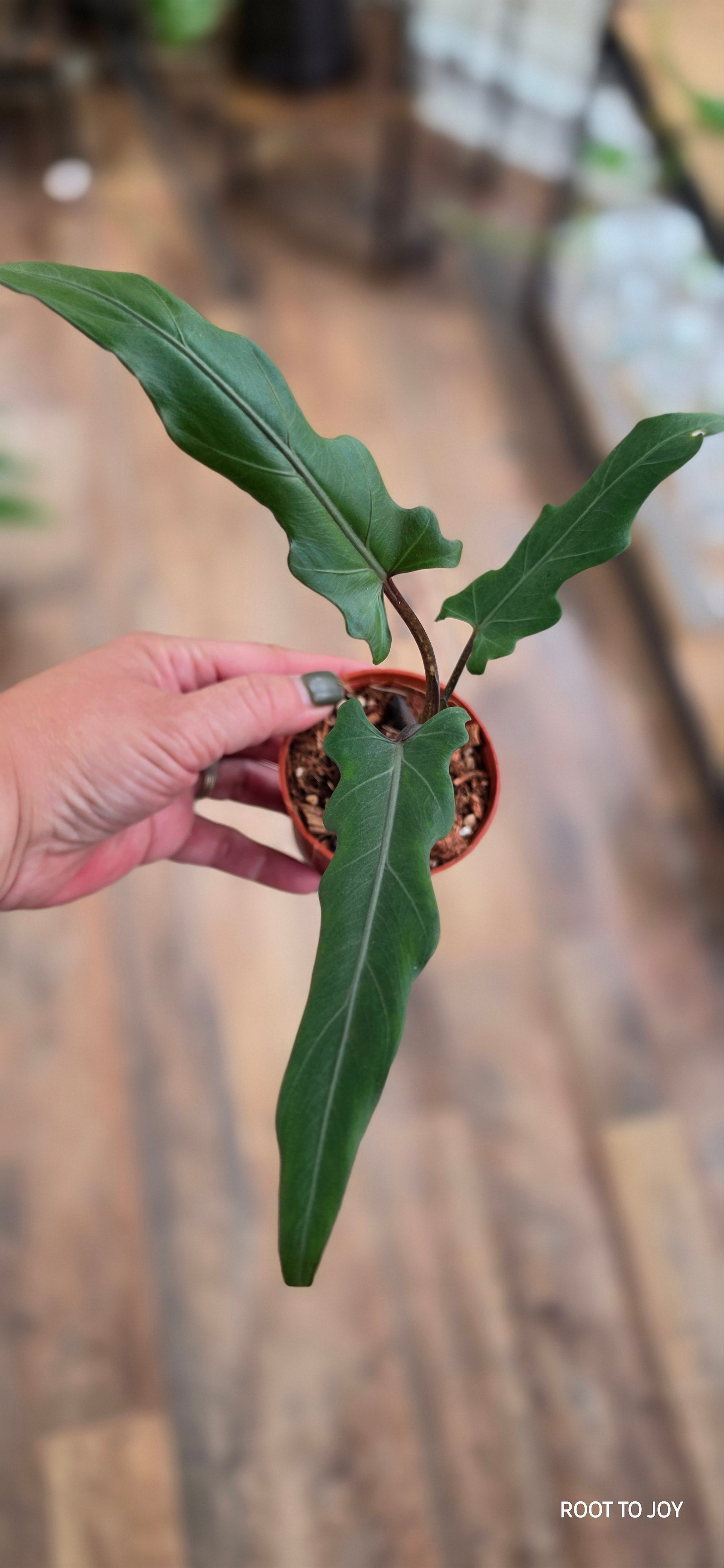 Alocasia Lauterbachiana