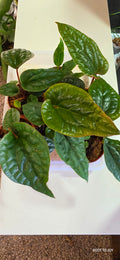 Anthurium Radicans x Luxurians 2.5"