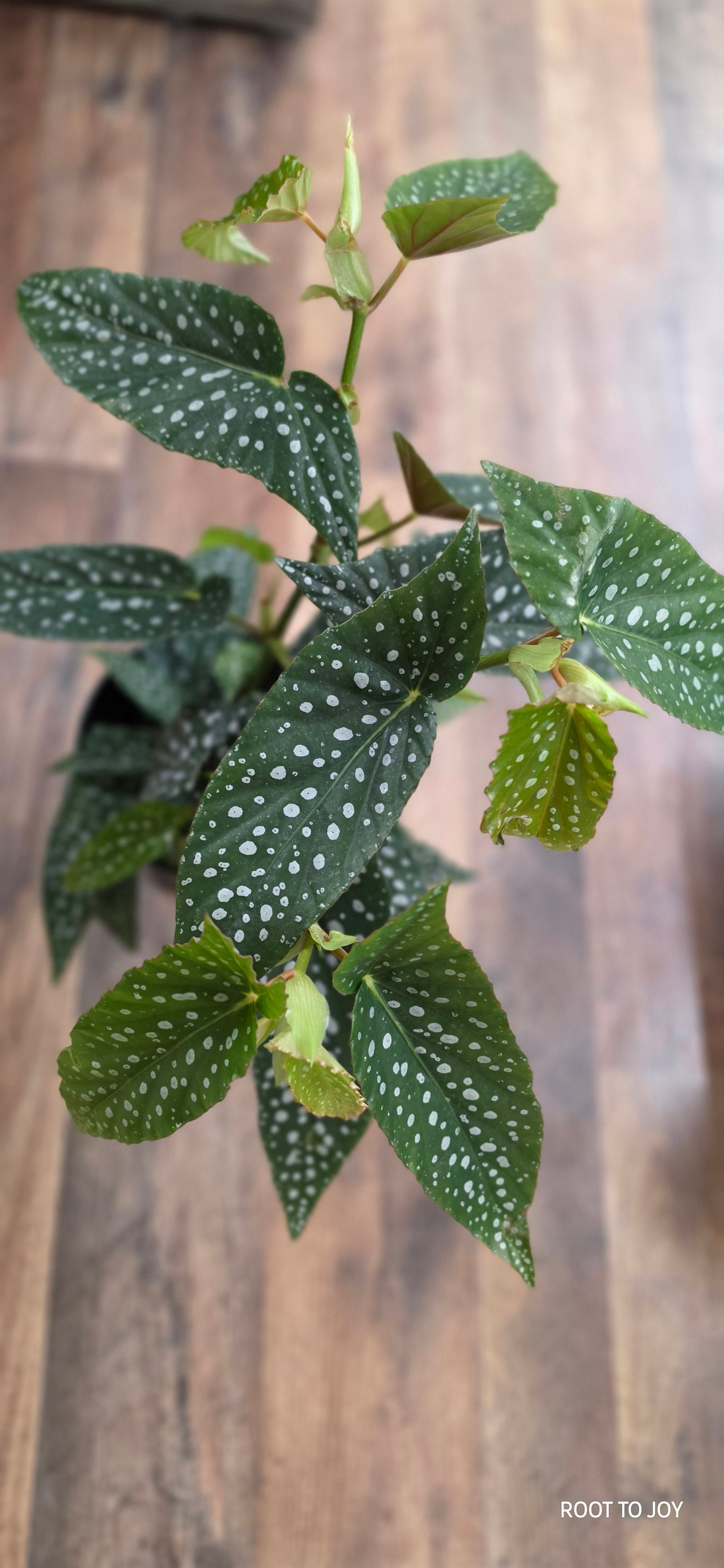 Begonia Angela WIng Maculata 6"