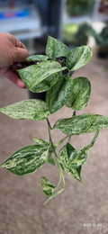 Scindapsus Peasun 4"