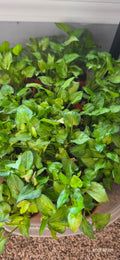 Syngonium Yami "Red Wine"  2.5"