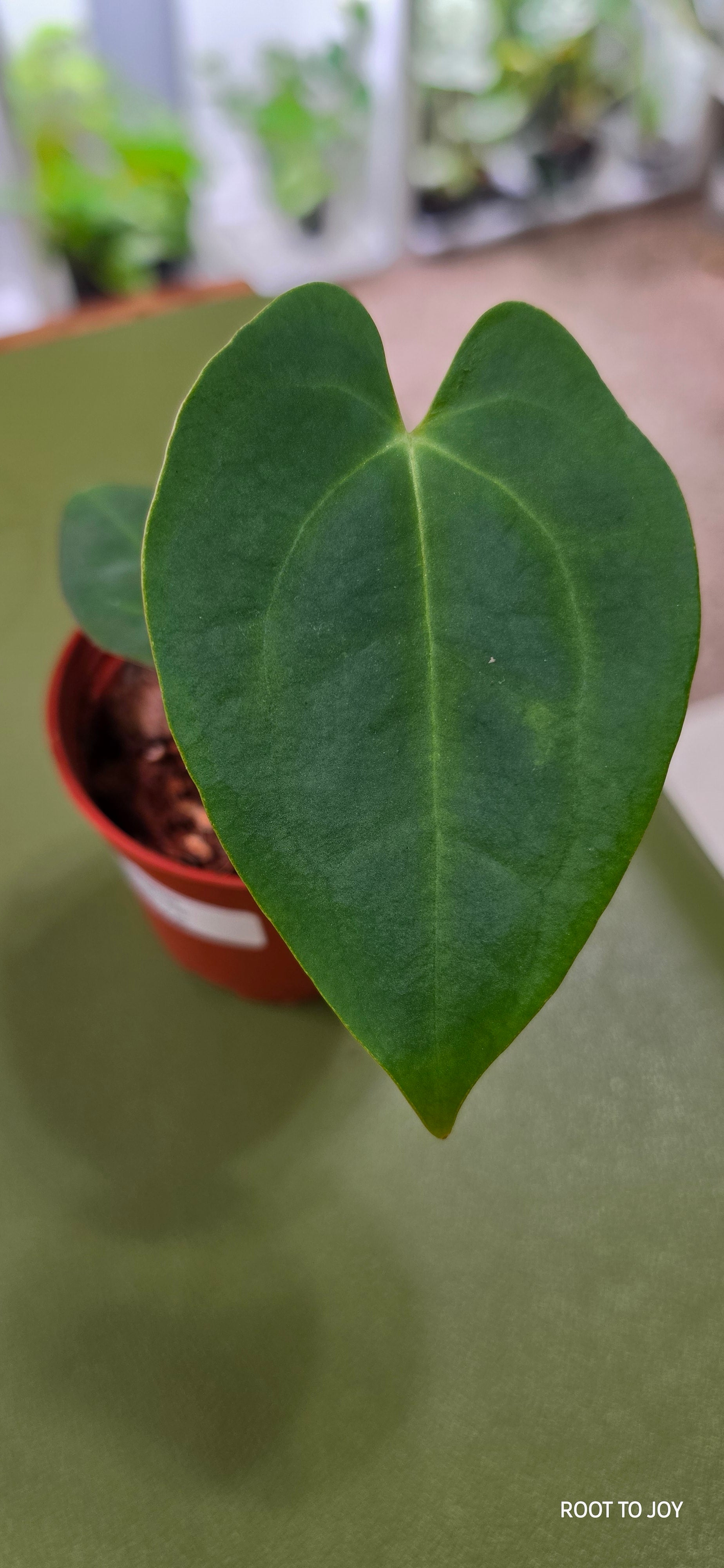 Anthurium Crystal x Pap Seedling