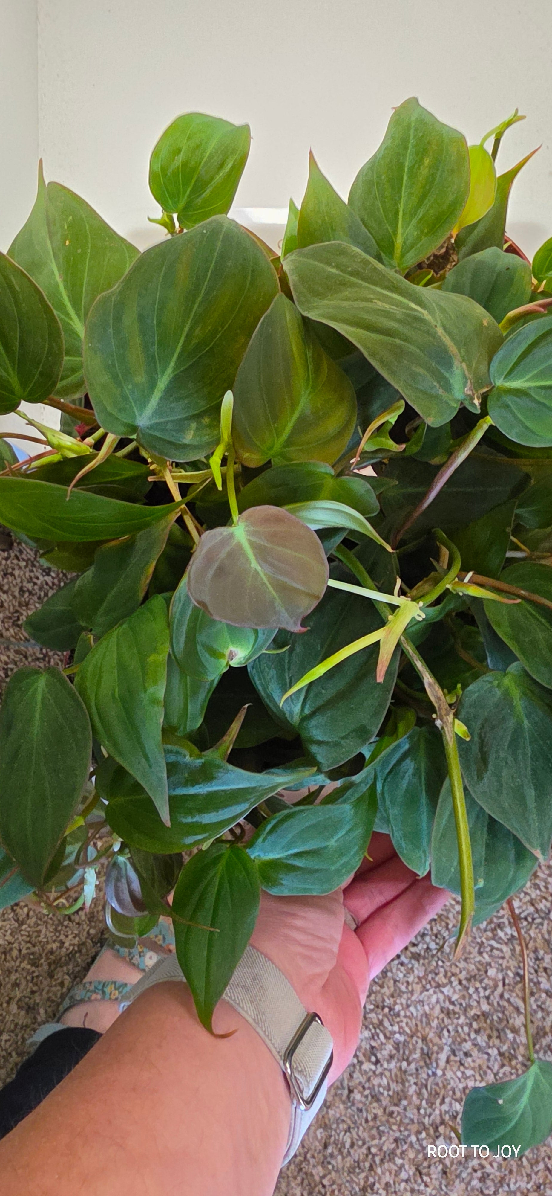 4" Philodendron 'Micans'