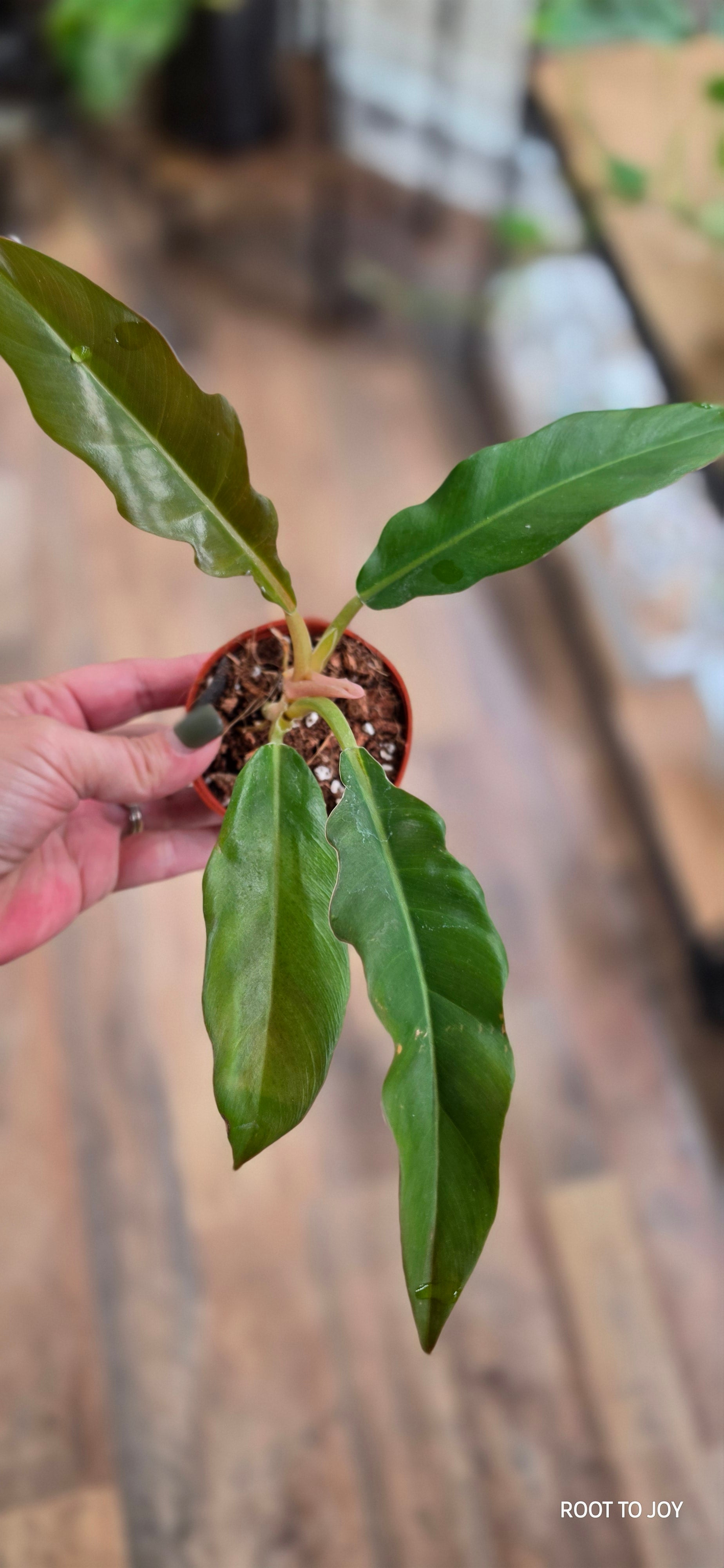Philodendron Pluto