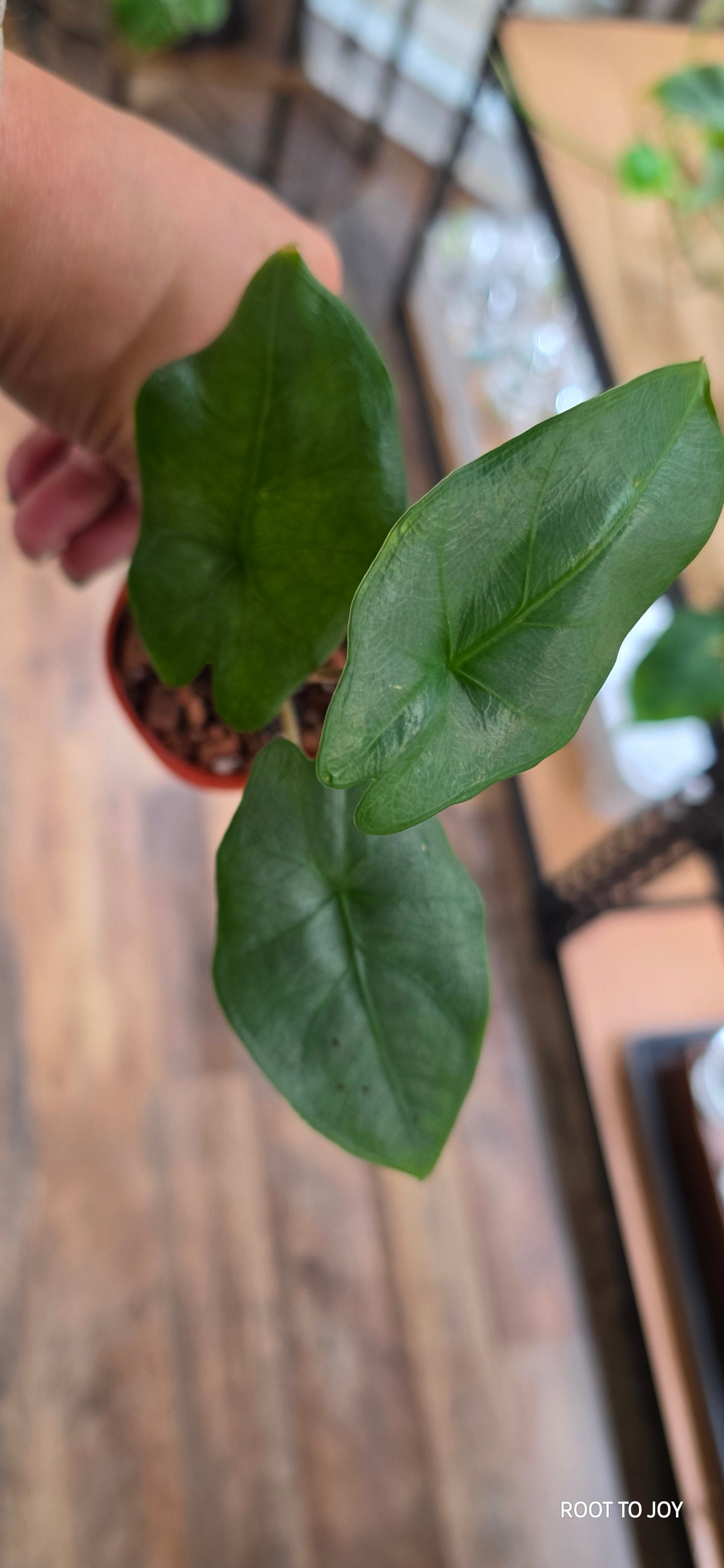 Alocasia Corazon Starter