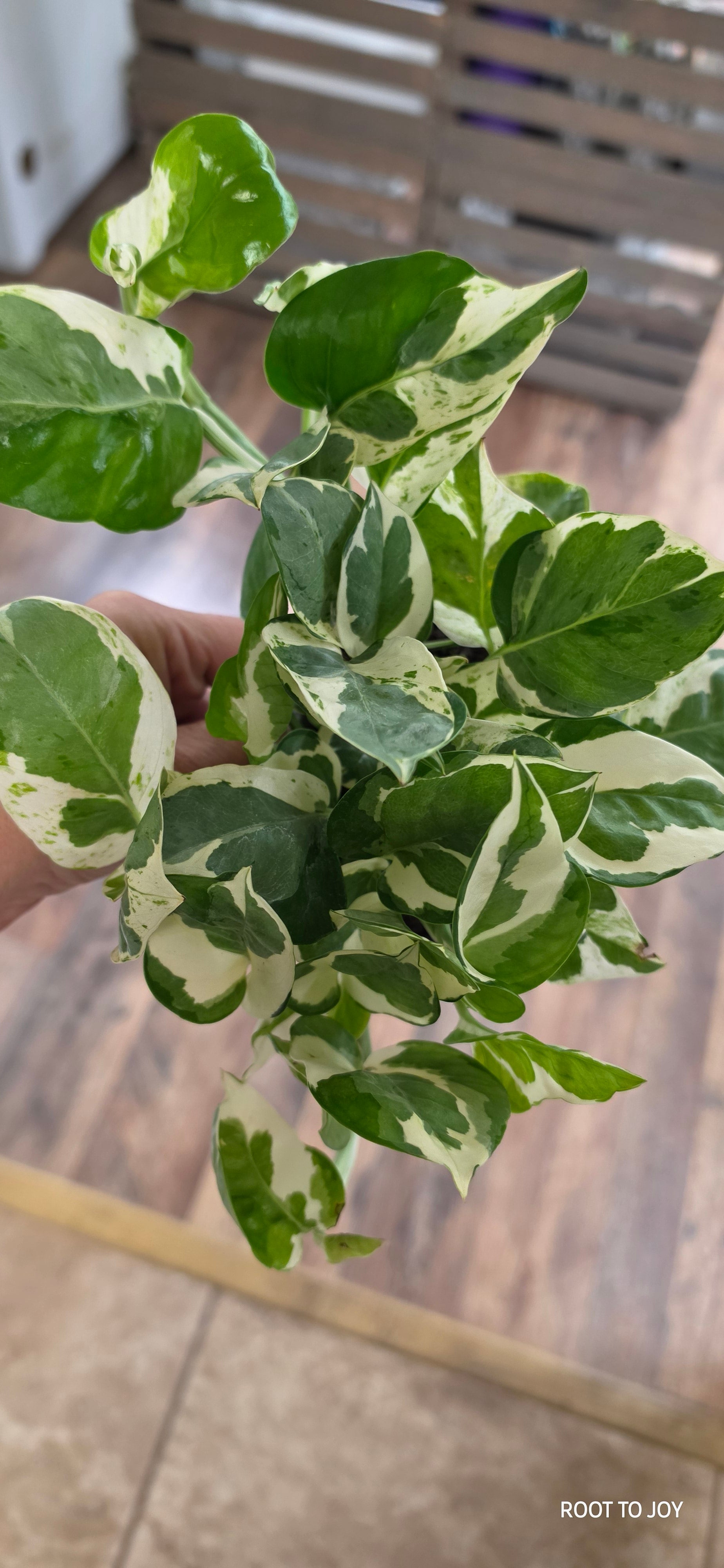 N'Joy Pothos