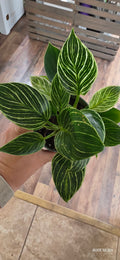 Philodendron Birkin 4"