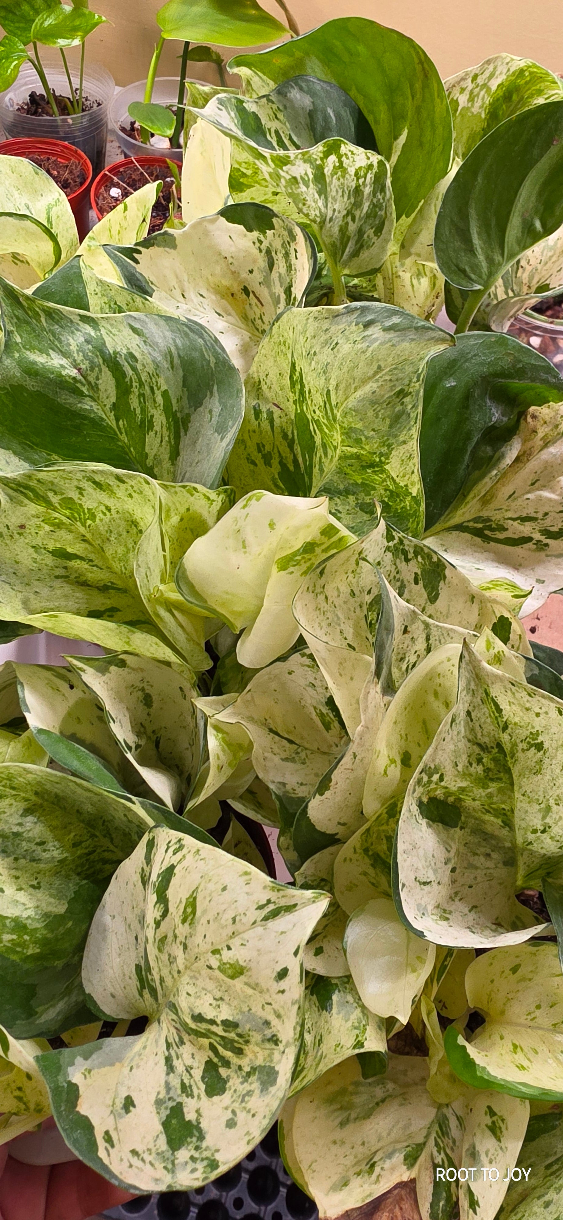 4" Manjula Pothos