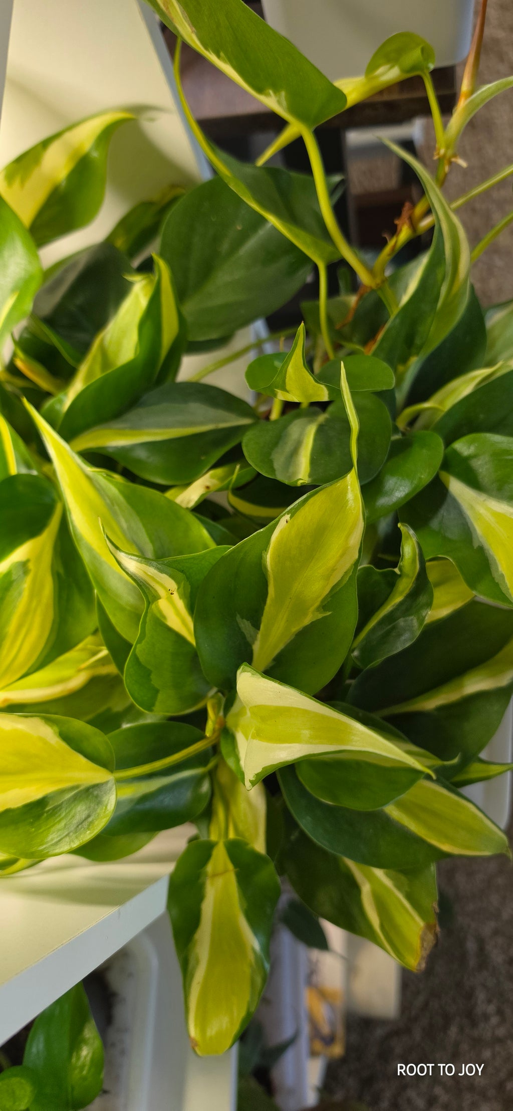 4" Philodendron 'Rio'